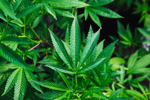OP-ED: Legalizing marijuana is beneficial