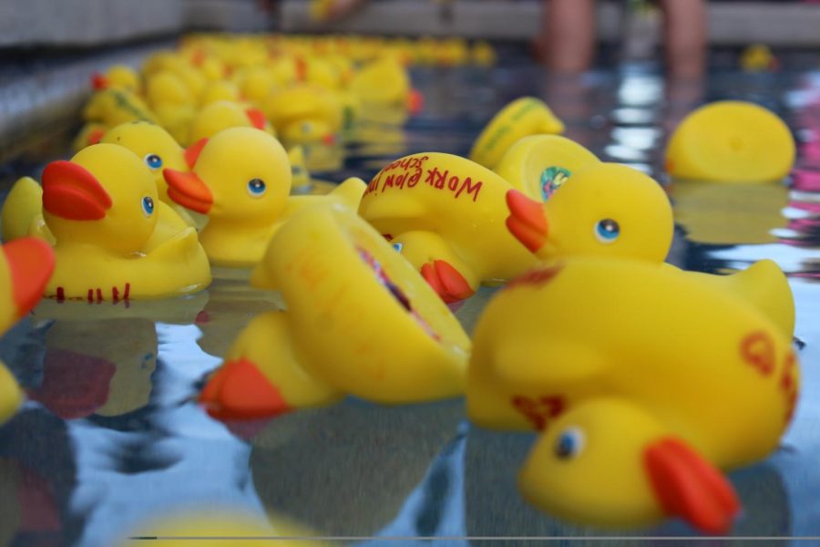 Rubber ducks begin to fill up the reflecting pool outside the Nursing Building at Launching of the Ducks during Homecoming 2017.