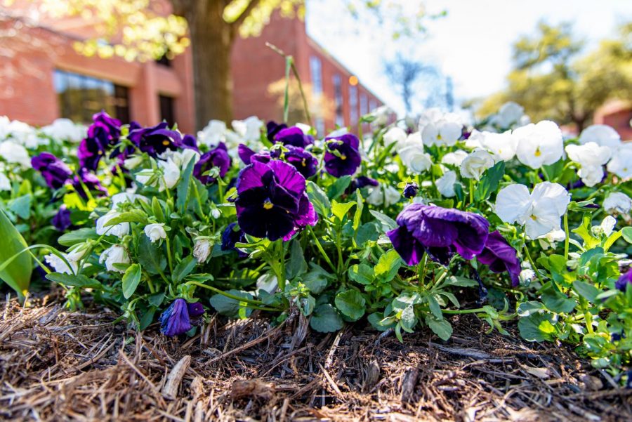 Purple and white flowers outside of the Barry B. Thompson Student Center