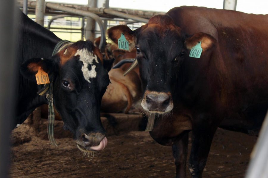 The Southwest Regional Dairy Center is home to many different types of cattle including beef cattle. 