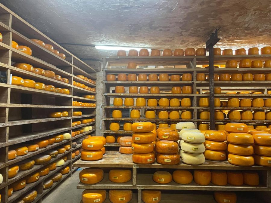 %0AThe+Veldhuizen+Shoppe+has+several+cheese+storing+rooms%2C+which+allow+the+cheeses+to+age+and+sharpen.+Pictured+is+one+of+the+cheese+storing+rooms%2C+holding+over+100+cheeses.+The+cheeses+are+coated+and+aged+for+at+least+60+days+before+being+sold.