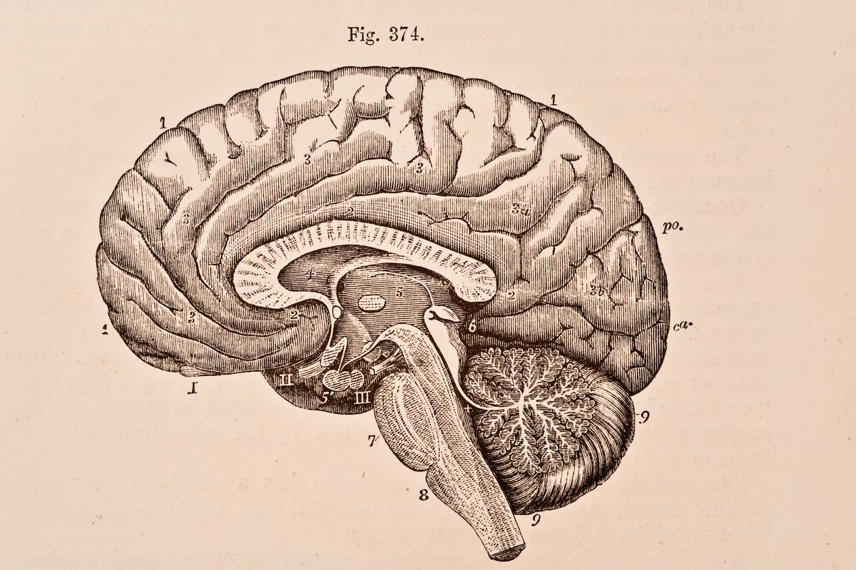 A medical illustration from Quains Elements of Anatomy, Eighth Edition, Vol.II (by William Sharpey MD, LLD, FRS L&E, Allen Thomson, MD, LLD, FRS L&E, and Edward Albert Schafer) depicts the right half of the brain divided by a vertical antero-posterior section, 1876. (Photo by VintageMedStock/Getty Images)